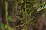 San Antonio false foxglove